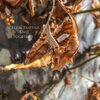 Scale、Feather - Father