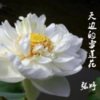 张婷《天边的雪莲花》[MP3/LRC]