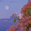 米乔 - 《金粉世家》 (节选一)