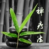 佐佐木美 - 禅疗法