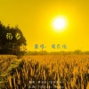 杨崇辉 - 稻香
