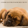 Sleeping Music For Dogs、Music for Leaving Dogs Home Alone、Music For Dogs - A Quiet Forest