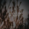 Avslappning Sound、Sleep Songs with Nature Sounds、Natural Sample Makers - Forest, Animals, Cicadas