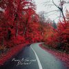 Remi & the Road - Distant