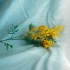 にゃーろんず - Mimosa