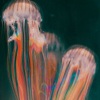 Tidiet、slowed + reverb songs - Night Changes (slowed + reverb)