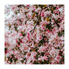 Feed Your Soul - Flowery meadow