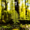 Sotvorishi - April