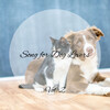 Dog Music Collective、1 Stunde Meditation、Home Alone Dog Music - Warmth for Kittens