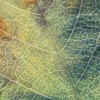 We Dream Of Eden、Dear Gravity - Beneath the Canopy