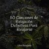 Sons da Natureza & Relaxamento、Música Relajante para Perros、Ambiente - Bosque Durmiente