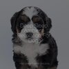 Music for Leaving Dogs Home Alone、Music for Dog's Ears、Relaxing Music for Dogs - Starting Today
