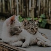 Music For Cats、Cat Music Experience、Cats Music Zone - Welness and Mindfulness