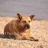 Music for Leaving Dogs Home Alone、Separation Anxiety Dog Music、Cat Music Jukebox - Dog Grooming Music