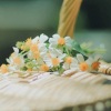 A桃桃与众乐乐 - 少女的祈祷