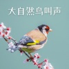 森林歌曲 - 鸟叫歌声