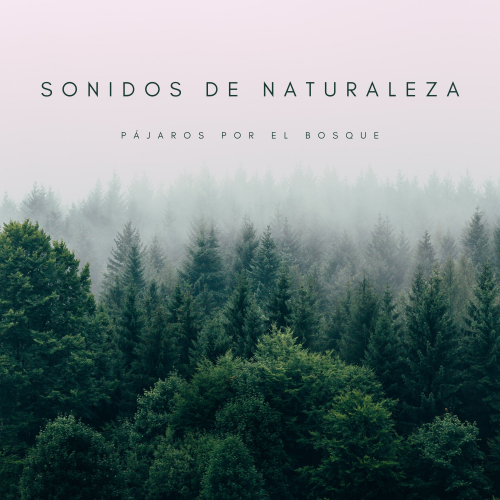 Chill Relajente、Música para Meditar y Relajarse、Sonidos Naturales del Pajaro - Ohms De La Lluvia