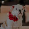 Music for Dog's Ear、Music for Pets Library、Music for Leaving Dogs Home Alone - Starting Today