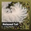 Music for Leaving Dogs Home Alone - Cuddly Doggy