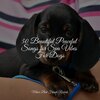 Music for Pets Library、Music for Leaving Dogs Home Alone、Music for Dog's Ears - Starting Today