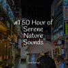 Sleep Sound of Nature、Oceanic Yoga Pros、Musique Zen Garden - Birds Singing in the Forest