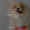Music for Leaving Dogs Home Alone、Music for Dog's Ears、Relaxing Music for Dogs - Starting Today