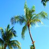 OG Dynasty、ChloTheGod、Dante Rowan - Palm Trees (Explicit)