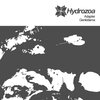 Adapter - Genkidama