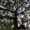 rosecherry - Questioning