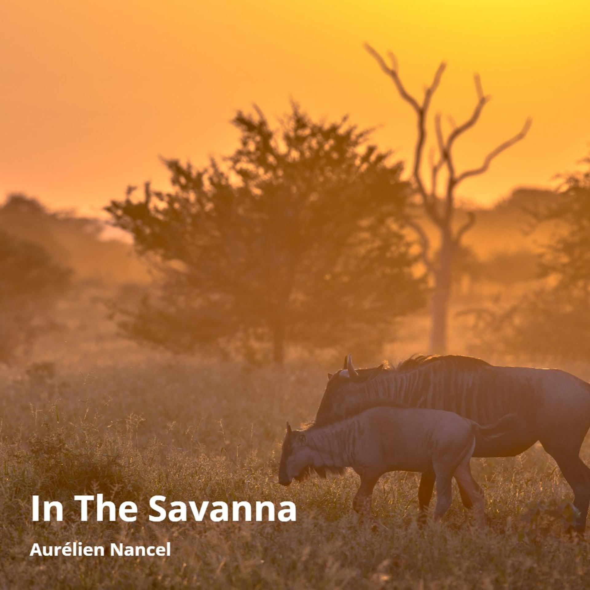 Aurélien Nancel - In the Savanna