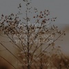 Deep Sleep Music Delta Binaural 432 Hz、Tonal Meditation Collective、Oasis de Détente et Relaxation - Starlit Nights