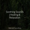Alpha Waves、Massage Tribe、Study Power - Island Retreat