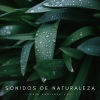 Música de Concentración、Colectivo de Música de Concentración、Tonos Binaurales Para Dormir《Soy La Lluvia》[MP3/LRC]