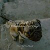 Music for Leaving Dogs Home Alone、Music for Dog's Ears、Relaxing Music for Dogs - Starting Today