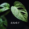邵兵 - 寂寞高手