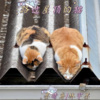 墨晴鸢、林宇墨 - 路过屋顶的猫
