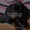 Music for Dog's Ear、Music for Pets Library、Music for Leaving Dogs Home Alone - Starting Today