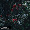 Michelle Ray、Lost.、Pop Mage、leroy anderson、Mitchell Parish - Sleigh Ride (Acoustic)