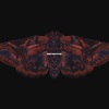 摇光Benetnasch - Red Moths