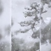 小型猪猫 - 归雪 (剧情版)