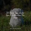 Music for Dog's Ear、Music for Pets Library、Music for Leaving Dogs Home Alone - Starting Today