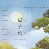 古韵今声、秋一涯 - 柚子树