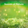 Loopable Atmospheres、Rain Sounds、Rain Atmospheres、The Sound of the Rain - High Definition Rain