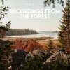 Shoreline - In the forest