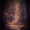 Forest FX、Wp Sounds、FX & Effects - Footsteps in Forest Sound to Help Relax and Improve Mood