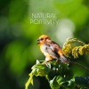 Relaxing Nature Sounds Collection《Cheerful Chirping》[MP3/LRC]