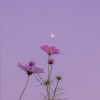 Kapa Boy、Sarah Meow - Feel So Alone (Explicit)