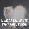Cat Music - Ambient Imitate