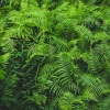 Binaural Beats Brainwave Entrainment、Spa Music Collective、Baby Sweet Dream - Fresh Forest Air