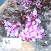 唐晖洋 - 飞花